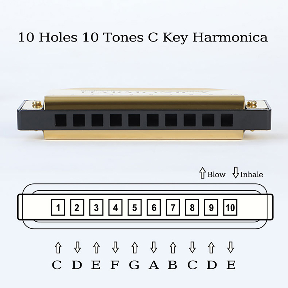 10 فتحات C هارمونيكا بلوز القي - مراجعة Harmonica 10 Hole وسعره